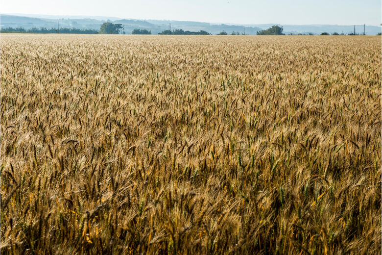 Brasil Pode Produzir Milh O De Toneladas A Mais De Trigo Projeta