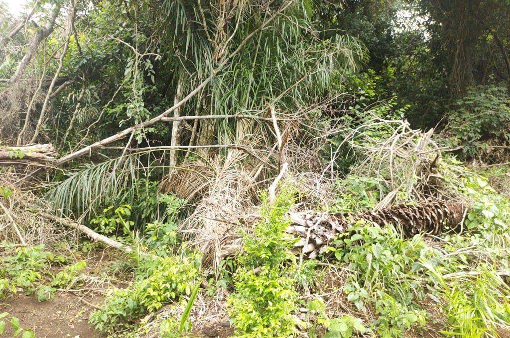 PMA De Bonito Autua Pecuarista Por Desmatamento Ilegal Em Porto