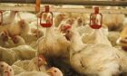 Decreto do Governo ajuda o setor de avicultura