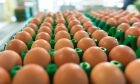 Consumir ovo contribui para a saúde ocular