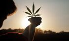 Legalização de cannabis aumentou o consumo diário, afirma estudo da ONU