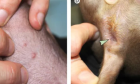 França registra 1&ordm; caso de transmissão de varíola dos macacos para um cachorro
