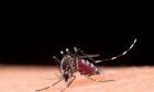 Dengue: atenção aos sintomas é essencial e evita agravamento da doença