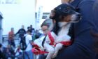 Serviços veterinários salvam animais e dão alívio a tutores que não teriam condições financeiras