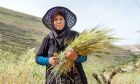 ONU lista cinco ações para impedir danos da mudança climática na alimentação