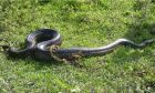 Nova espécie de sucuri, a anaconda verde do norte é uma das maiores do mundo