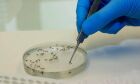 Brasil vai ampliar uso da bactéria wolbachia no combate à dengue
