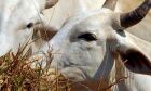 Brasil regula abate e processamento de animais para mercado religioso
