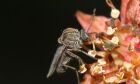 Febre oropouche apresenta sintomas semelhantes aos da dengue