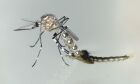 Quase 4 bilhões de pessoas correm risco de infecção pelo Aedes
