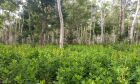 Brasil deve recuperar 25 milhões de hectares de vegetação nativa
