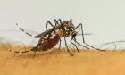Brasil tem quase 4 milhões de casos prováveis de dengue
