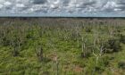 Fazendeiro utiliza Agente Laranja para desmatar parte do Pantanal e causa destruição ambiental