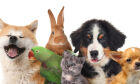 Nova Proposta no Senado: animais de estimação poderão ser reconhecidos como membros da família