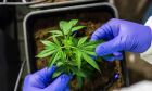 Anvisa defende manutenção de marco regulatório para cannabis medicinal
