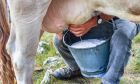 Produtores de leite realizam atos para reivindicar alíquota zero na reforma tributária