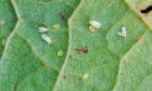 ISI Biomassa se une a startup e desenvolve inseticida a base de plantas para combater mosca-branca 