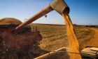 Brasil colherá 297,5 milhões de toneladas de grãos, estima a Conab
