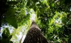 Em nova doação, Noruega repassa mais de R$ 270 mi ao Fundo Amazônia

