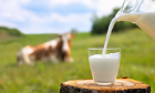 Conheça as diferenças entre os produtos lácteos: leite, creme de leite e leite condensado