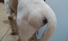 Hérnia perineal: cães machos e mais velhos são os mais acometidos pela doença