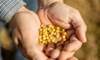 Sicredi atualiza projeções para a safra de soja e milho em Sondagem