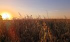 Rondônia: Safra de grãos é destaque no panorama agrícola