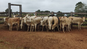 Polícia Civil esclarece furto e recupera lote de gado em MS