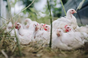 Onda de calor provoca morte de 400 mil galinhas no Uruguai