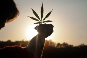 Legalização de cannabis aumentou o consumo diário, afirma estudo da ONU