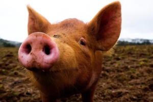 A técnica que 'ressuscita' órgãos de porcos e pode revolucionar transplantes