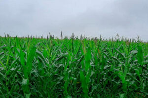 Clima influencia a cultura do milho segunda safra no Estado