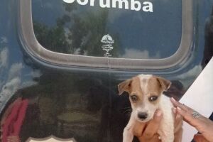 Polícia Civil realiza resgate de animal vítima de maus-tratos em Corumbá