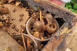 Queda na locomoção e falhas no sistema imune: estudo mostra como agrotóxicos afetam abelhas nativas