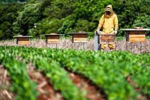 Integração entre soja e abelhas abre Simpósio da Agricultura nesta segunda-feira