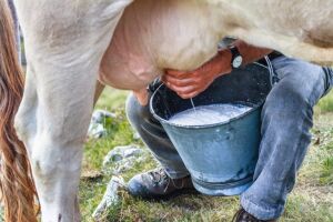 Produtores de leite realizam atos para reivindicar alíquota zero na reforma tributária