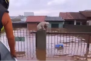 Pelo menos 3,5 mil animais ilhados pela chuva foram resgatados no RS