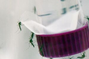 OMS pré-qualifica nova vacina contra a dengue