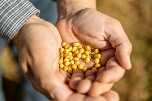 Sicredi atualiza projeções para a safra de soja e milho em Sondagem