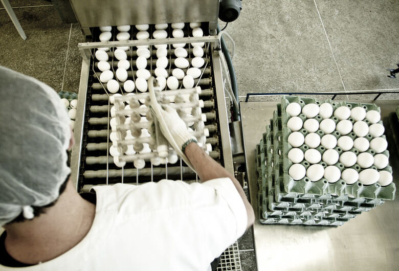 Seleção, classificação e características de ovos aumentam qualidade do produto na gôndola