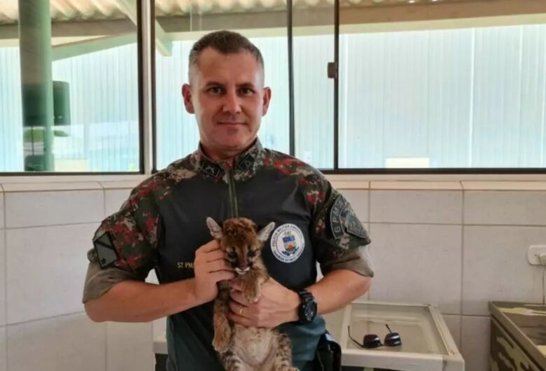 Polícia Ambiental captura filhote de onça em plantação de soja