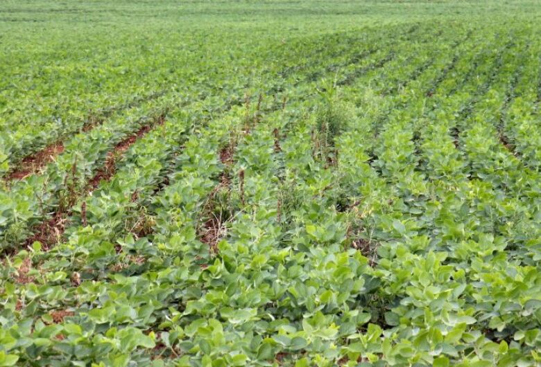 Prazo para registro da área plantada com soja em Mato Grosso do Sul termina dia 10 de janeiro