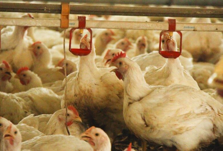 Decreto do Governo ajuda o setor de avicultura