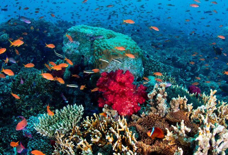 Inscrições para prêmio da Unesco no Brasil sobre notícias e fotos de oceanos terminam este domingo