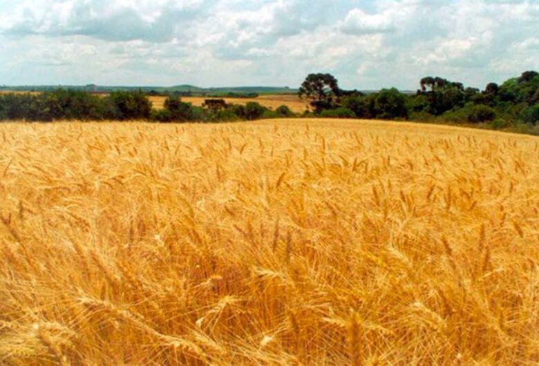 Comissão do Senado debate expansão da cultura do trigo no Brasil