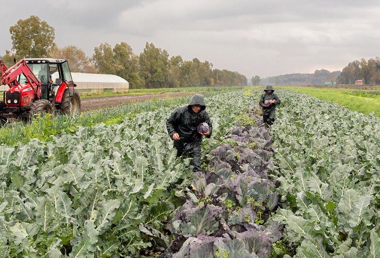Relatora da ONU alerta sobre aumento de casos de tráfico no setor agrícola