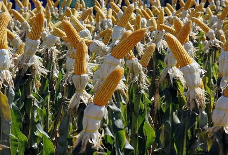 MS deve ter safrinha recorde de milho com alta de 80,9% na produção, aponta IBGE