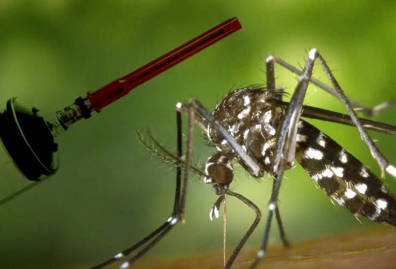 USP aposta em abordagens inovadoras para imunizantes contra os vírus da dengue e do zika