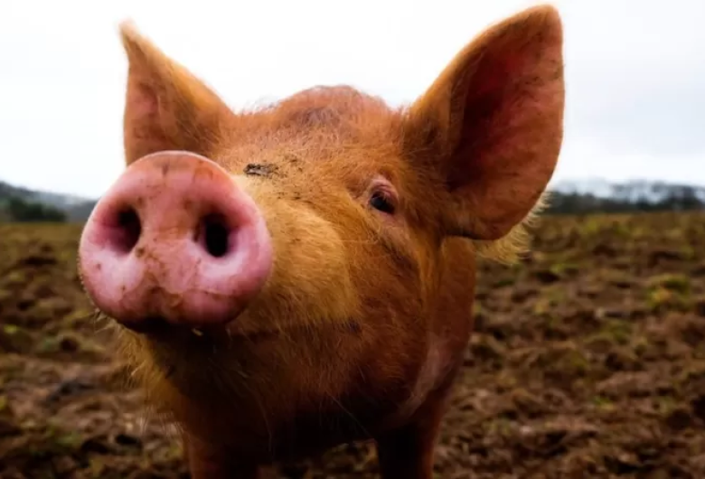 A técnica que 'ressuscita' órgãos de porcos e pode revolucionar transplantes
