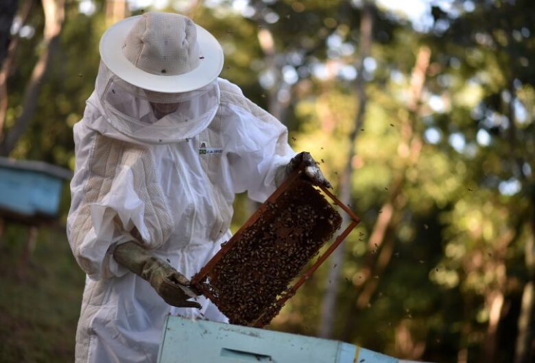 Comissão debate mortalidade de abelhas por causa do uso de agrotóxicos

